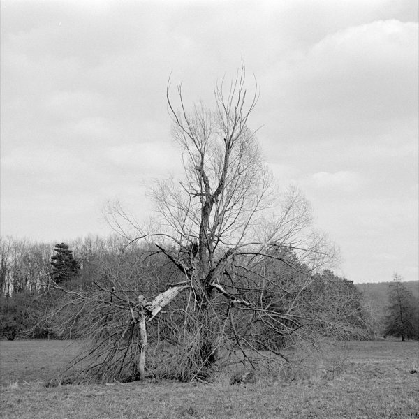 Zdechlostrom